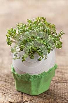 Garden cress photo