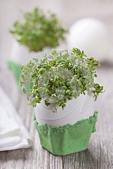 Garden cress photo