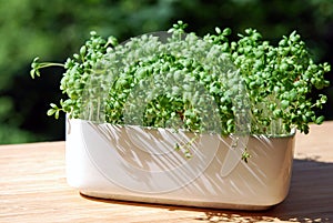 Garden cress