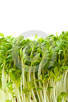 Garden cress