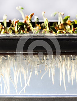 Garden cress