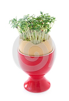 Garden Cress