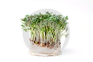 Garden cress isolated on white