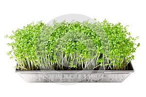 Garden cress in seed sprouter over white photo