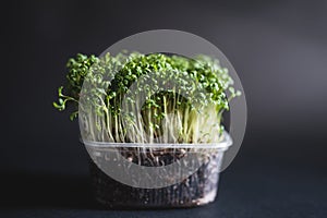 Garden cress seedlings