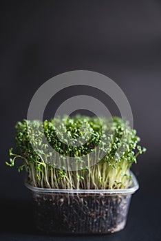 Garden cress seedlings