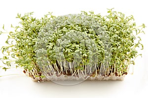 Garden Cress or Sprouts photo