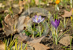 Garden crocuses bloom in spring in the botanical garden, Odessa