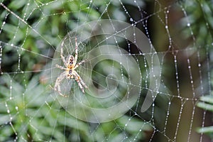 Garden cross spider, Araneus diadematus, waiting in net