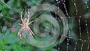 Garden cross spider, Araneus diadematus, waiting in net