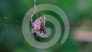 Garden cross spider feasting on its prey