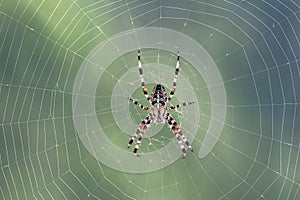 Garden cross spider in the middle of its web