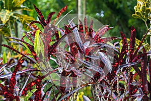Garden croton `Franklin Roosevelt` cultivar Codiaeum variegatum - Davie, Florida, USA photo
