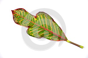 Garden croton leaf