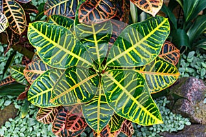 Garden croton plant striking foliage background