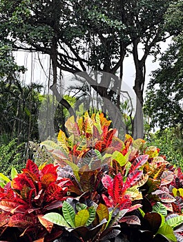 Garden Crotons in the Iao Valley, Maui