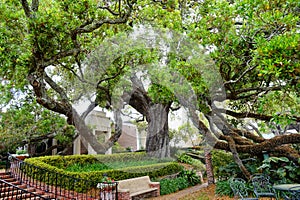 Garden of Museum in Jacksonville, Florida photo