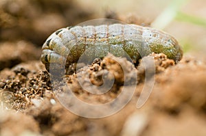 Garden cutworm