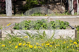 The garden at the dacha is fenced with wooden boards, a home garden, spring greens.