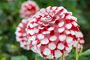 Garden Dahlia Checkers, decorative red en white flower