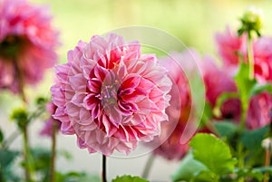 Garden Dahlia flower