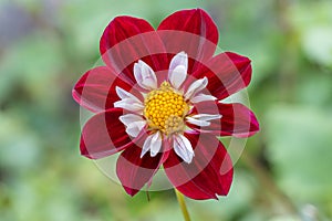 Garden Dahlia Mary Evelyn dark red collerette flower with an orange centre