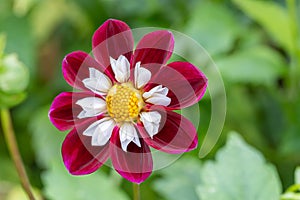 Garden Dahlia Mary Evelyn wine red collerette flower with an orange centre