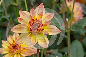 Garden Dahlia Melody Dora a gorgeous pink-salmon to apricot-yellow flower