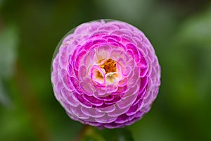 Garden Dahlia Oreti Duke, a showy purple pompon flower