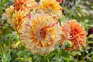 Garden Dahlia Painted Madam a decorative yellow flower with red streaks and spots