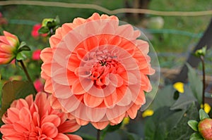 Garden dahlia in summer