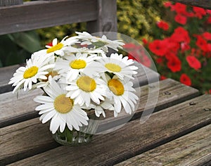 Garden daisies