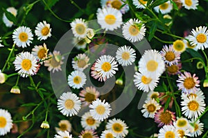 Garden daisy close-up in large numbers. Gardening. Springtime, flowering. Bright floral background