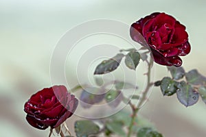 Garden dark red rose with raindrops, close-up