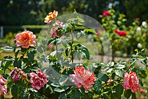 Garden of the De Haar Castle photo