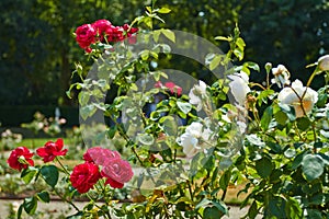 Garden of the De Haar Castle photo