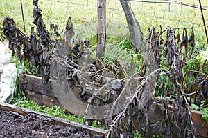A garden with dead plants and a fence