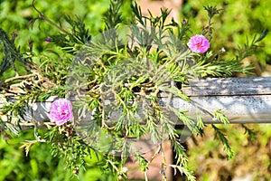 Garden decoration by hanging flowers on the bamboo fence