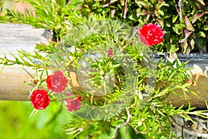 Garden decoration by hanging flowers on the bamboo fence