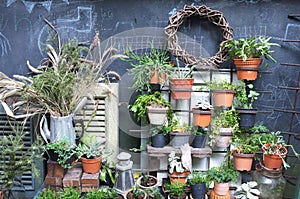 Garden decoration of many plants in pot