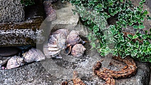 Garden decorations made of stones and stone sculptures among nice greens