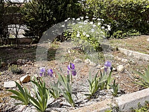 Garden with Deep Purple Barbado Iris Germanica flowers photo