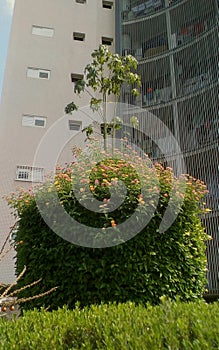 Garden design in city photo