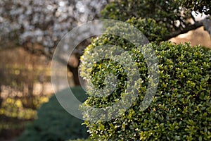 Garden Design Element of Spherically Formed Boxwood Bush. Boxtree Shrub