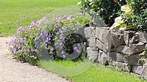 Garden design, purple flower Geranium Hybride (Rozanne), stones