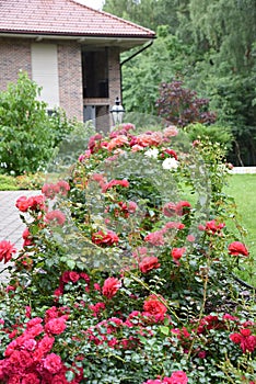 Garden design with romantic pink and pirch roses and brick architecture