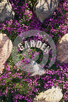 Garden design, a spring carpet of pink-purple flowers