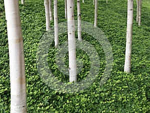 Garden design - Stock Image