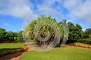 Garden of Dole Plantation