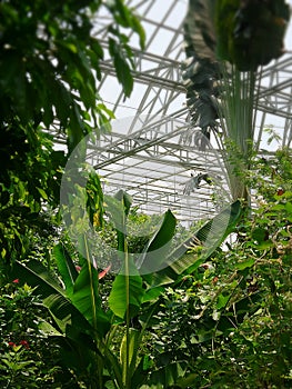 Garden in dome of Bangkok Butterfly Garden and Insectarium